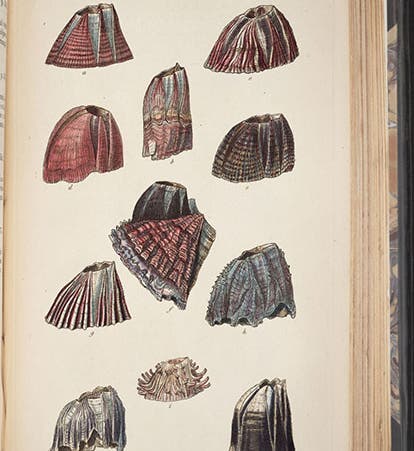 Various Balanidae (sessile barnacles), hand-colored engraving by George Sowerby, , in A Monograph on the Sub-Class Cirripedia, with Figures of All the Species, Vol. 2: The Balanidae, by Charles Darwin, 1854 (Linda Hall Library)