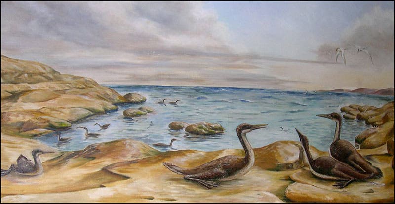 Hesperornis mural at the Museum of Natural History, University of Kansas, Lawrence (oceansofkansas.com)