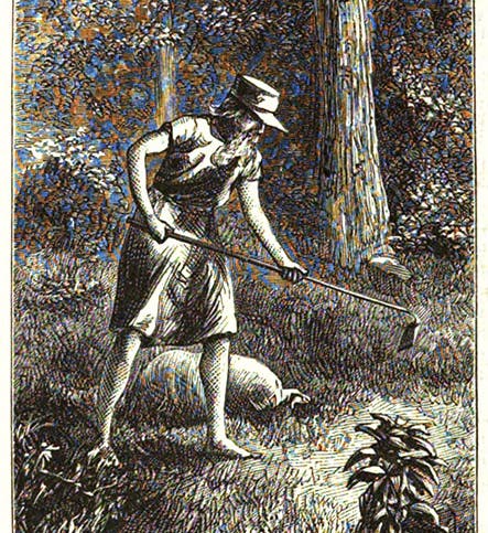 Johnny Appleseed (John Chapman), woodcut in Harper’s New Monthly Magazine, vol. 43, no. 258, Nov. 1871 (Harvard University copy on hathitrust.org)