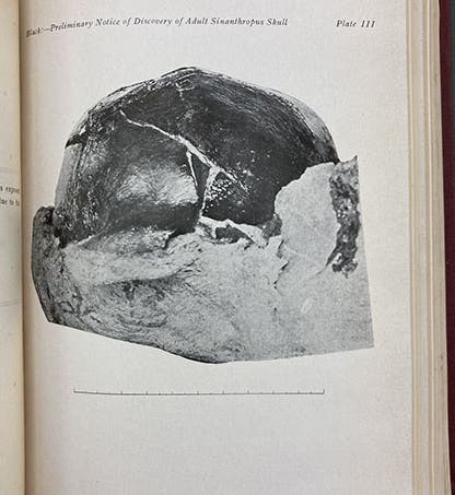 The first Sinanthropus skull, found by Pei Wenzhong, Dec. 2, 1929, only partially removed from the burlap wrapping applied by Pei in the field, photograph, accompanying Davidson Black’s paper in Bulletin of the Geological Society of China, vol. 8, 1929 (Linda Hall Library).