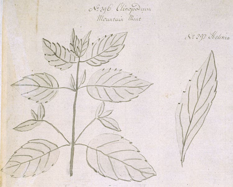 No. 296 Clinopodium or mountain mint (wild basil), detail of sheet of 3 ink drawings, by Jane Colden, in her Botanic Manuscript, Botany Library, Natural History Museum (atlasobscura.com)