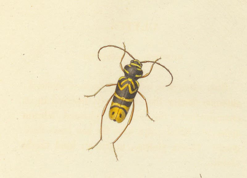 Longhorn beetle, Clytus speciosus, detail of seventh image, hand-colored engraving by Cornelis Tiebout after drawing by Charles Lesueur, in Thomas Say, American Entomology, vol. 3, 1824-28 (Linda Hall Library)