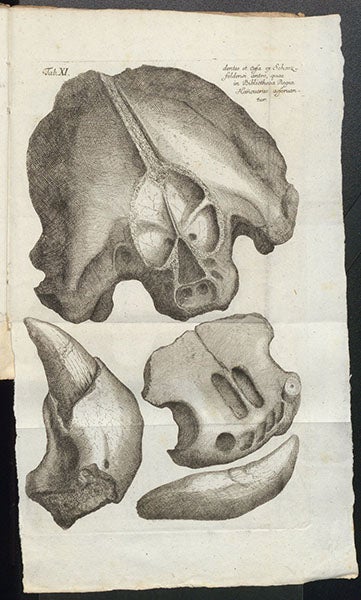 Cave bear skull and other bones, engraving, Gottfried Wilhelm von Leibniz, Protogaea, 1749 (Linda Hall Library)