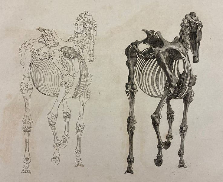 Horse skeleton going away, with key, etching by George Stubbs, The Anatomy of the Horse, plate 3 [sic], 1766 (Linda Hall Library)