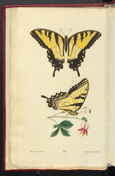 Tiger swallowtails, hand-colored engraving by Cornelis Tiebout after drawings by Titian R. Peale, called Papilio turnus by Thomas Say, in his American Entomology, vol. 3, 1824-28 (Linda Hall Library)