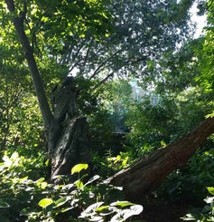 Redbud summer