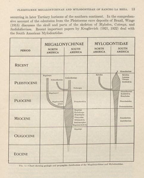 Spindle diagram charting the evolution and Pleistocene extinction of Nothrotherium and Megalonyx (left) and Mylodon (right), in Cenozoic Gravigrade Edentates of Western North America, by Chester Stock, page 13, 1925 (Linda Hall Library)