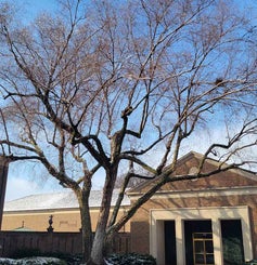 River birch winter