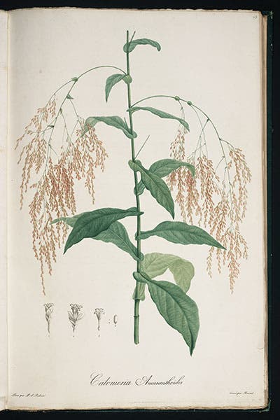 Calomeria amaranthoides, from Ventenat, Jardin de la Malmaison, 1803-05 (Linda Hall Library)