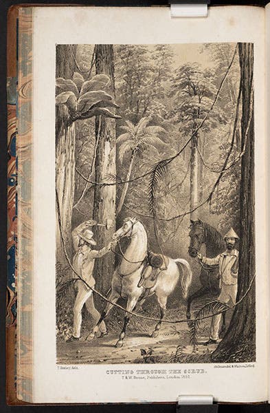 “Cutting through the Scrub,” tinted lithograph after drawing by Thomas H. Huxley (with the hatchet, on the left), in Narrative of the Voyage of H.M.S. Rattlesnake, by John MacGillivray, vol. 1, 1852 (Linda Hall Library)
