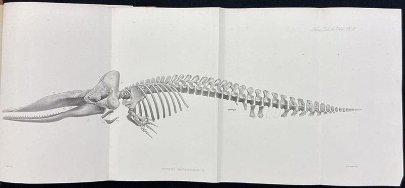 Skeleton of a sperm whale, found north of Scotland, given to the British Museum, folding engraved plate from a monograph by William H. Flower, Transactions of the Zoological Society of London, vol. 6, 1869 (Linda Hall Library