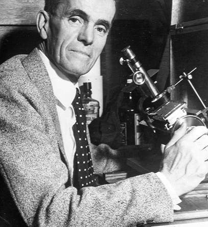 Portrait of Walter Sydney Adams, photograph, undated (britannica.com)
