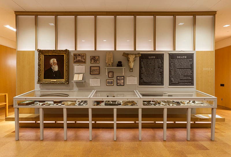 The three display cases and wall panels for The Lost Museum, an exhibition in Rhode Island Hall, Brown University, commemorating the natural history museum of John Whipple Potter Jenks, which closed in 1915 and was carted to the dump in 1945 (jenksmuseum.wordpress.com)