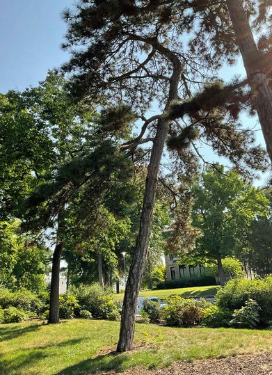 Austrian Pine summer
