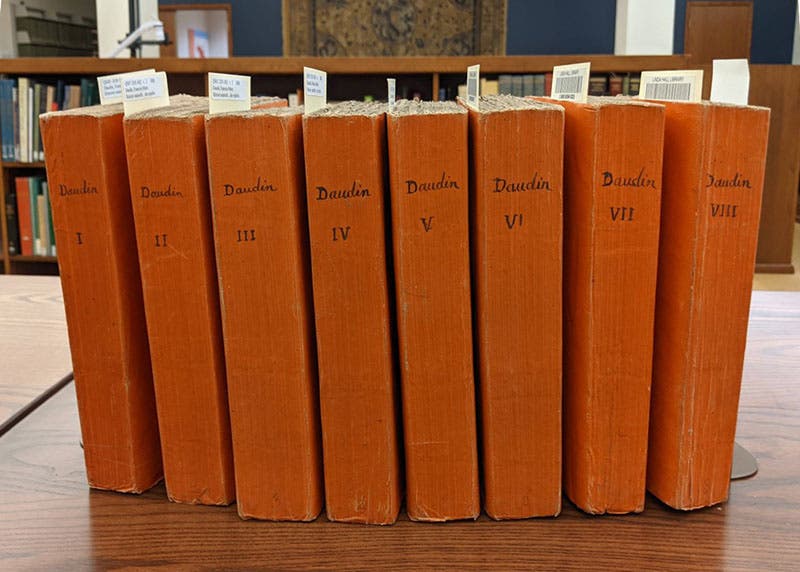 Group photo of all 8 volumes of François Daudin, Histoire naturelle ... des reptiles, 1802-03 (Linda Hall Library)