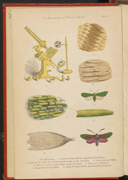 Moth scales, and a microscope, colored wood-engraved frontispiece, Mary Ward, The Microscope, 3rd ed., 1869 (Linda Hall Library)