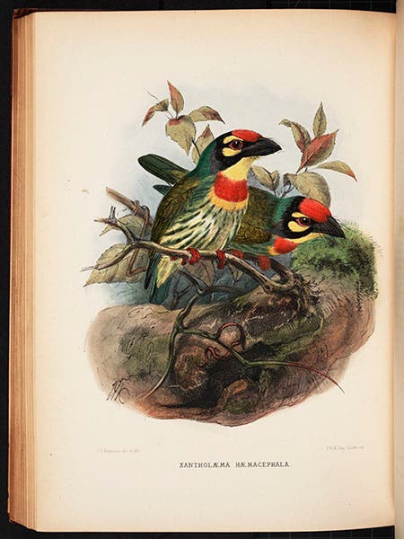 Crimson breasted barbet, hand-colored lithograph, from Charles and George Marshall, Monograph of the Capitonidae, or Scansorial Barbets, 1870-71 (Linda Hall Library)