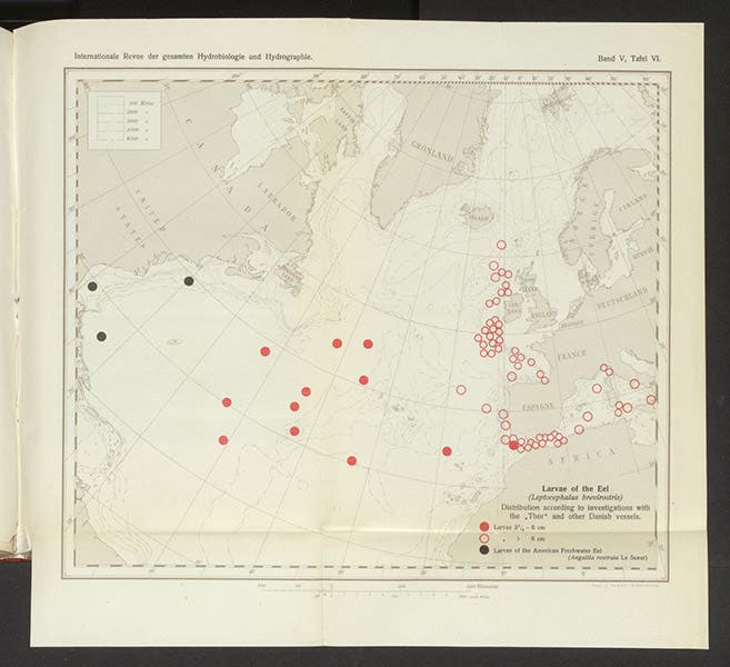 Map showing locations of captured willow-leaf larvae; the open circles indicate larvae larger than 6 cm.; the closed red circles are where larvae smaller than 6 cm. were captured, in “Danish researches in the Atlantic and Mediterranean on the life-history of the fresh-water eel (Anguilla vulgaris),” by Johannes Schmidt, Internationale Revue der gesamten Hydrobiologie und Hydrographie, vol. 5, 1912 (Linda Hall Library)