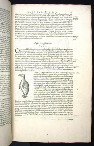 Entire page with woodcut of penguin, Exoticorum libri decem, by Carolus Clusius, p. 101, 1605 (Linda Hall Library)