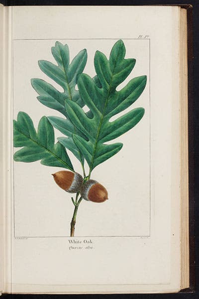 White oak, F. A. Michaux, North American Sylva, 1865 (Linda Hall Library)