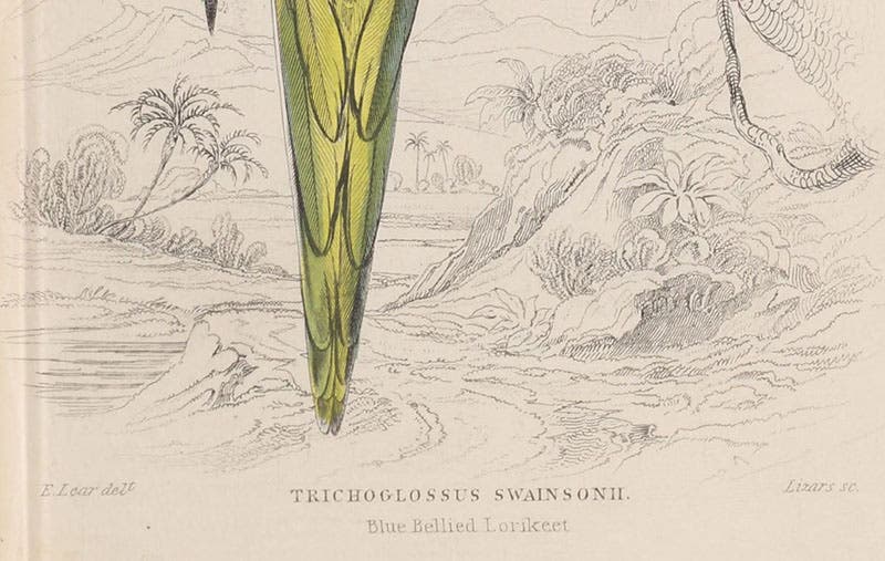 The signatures of Edward Lear and William Lizars, detail of sixth image, Natural History of Parrots, by Prideaux John Selby (Naturalist’s Library, Ornithology, vol. 6), 1836 (Linda Hall Library)