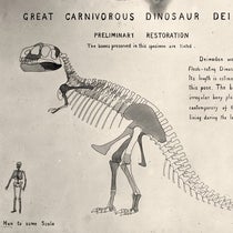 Original drawing of “Deinodon” (Tyrannosaurus rex), by William D. Matthew, 1905, American Museum of Natural History, New York City, AMNH neg. no. 17532 (digitalcollections.amnh.org)