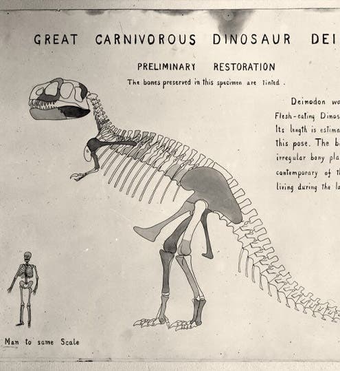 Original drawing of “Deinodon” (Tyrannosaurus rex), by William D. Matthew, 1905, American Museum of Natural History, New York City, AMNH neg. no. 17532 (digitalcollections.amnh.org)