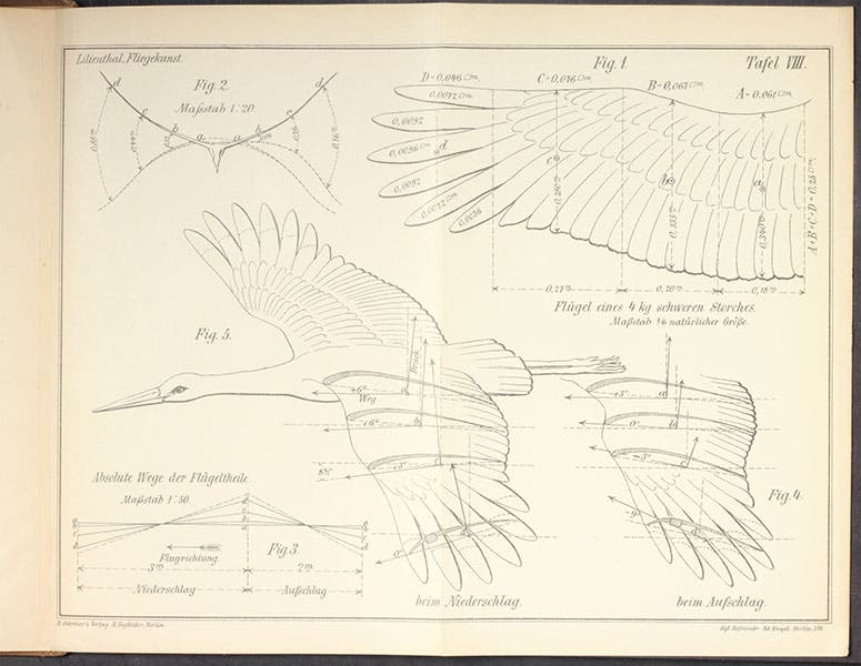 Drawing of a bird with flight feathers extended, Otto Lilienthal, Der Vogelflug als Grundlage der Fliegekunst, 1889 (Linda Hall Library)