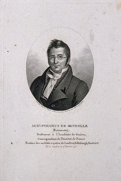Portrait of an older Augustin de Candolle, engraving, undated, Wellcome Collection, London (wellcomecollection.org)