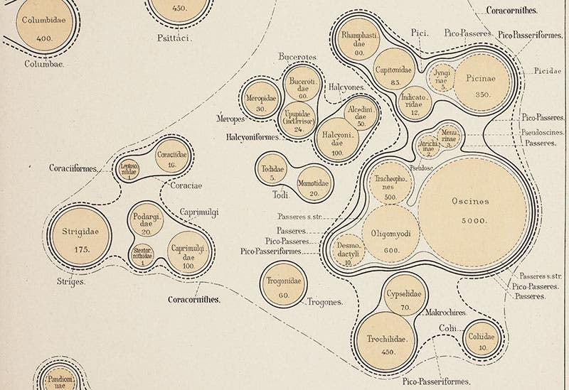 Detail of third image, showing songbirds, woodpeckers, kingfishers, and owls (see text for details), from Max Fürbringer, Untersuchungen der Vögel, 1888 (Linda Hall Library)