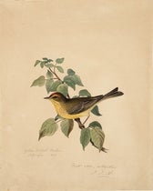 Yellow red poll warbler, watercolor by Isaac Spague, undated, with penciled comment by John James Audubon, Boston Athenaeum (cdm.bostonathenaeum.org)