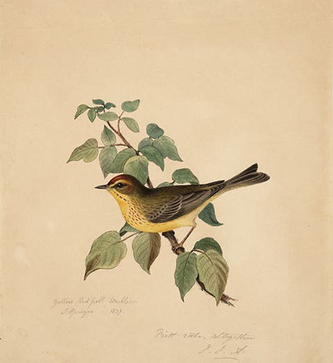 Yellow red poll warbler, watercolor by Isaac Spague, undated, with penciled comment by John James Audubon, Boston Athenaeum (cdm.bostonathenaeum.org)