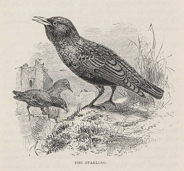 Common starling, in C.A. Johns, British Birds in Their Haunts, 1862 (Linda Hall Library)