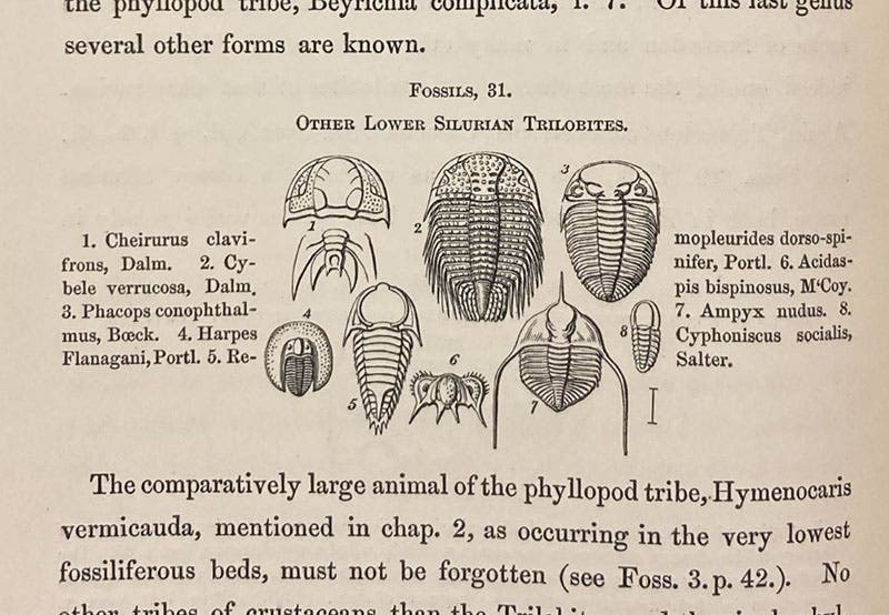 More trilobites, identified, and drawn by John William Salter, woodcut in Roderick Murchison, Siluria, 1854 (Linda Hall Library)
