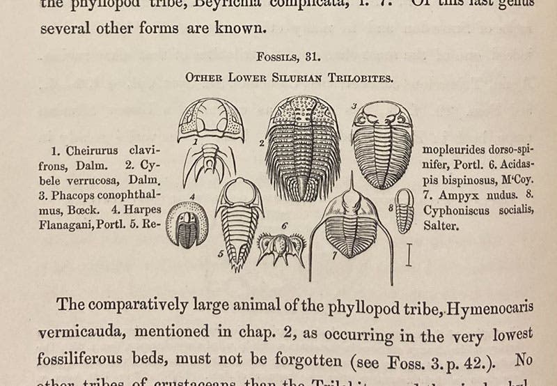 More trilobites, identified, and drawn by John William Salter, woodcut in Roderick Murchison, Siluria, 1854 (Linda Hall Library)