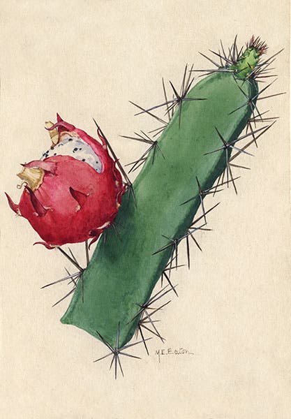 Harrisia bonplandii, Queen of the Night, original watercolor by Mary Emily Eaton, 1915, National Museum of Natural History, Smithsonian Institution (collections.nmnh.si.edu)