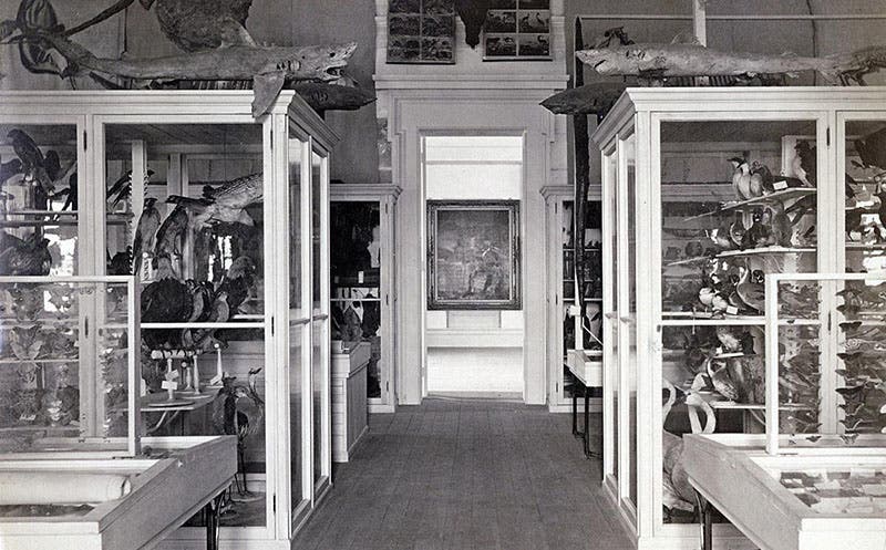 The first floor of the original Museum of Natural History and Anthiropology of John Jenks, showing display cases, undated photograph, but before 1894, Brown University Library (250.brown.edu)