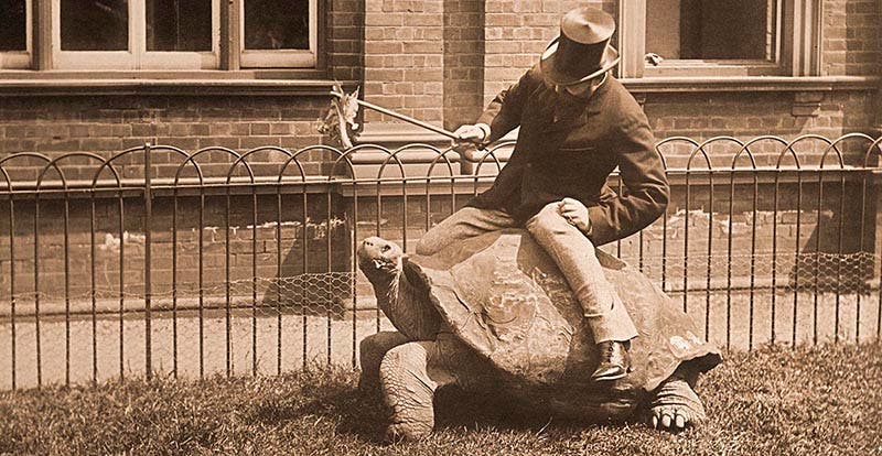 Walter Rothschild riding a giant tortoise, period photograph (nhm.ac.uk)