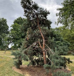 Arts Blue Scotch Pine summer