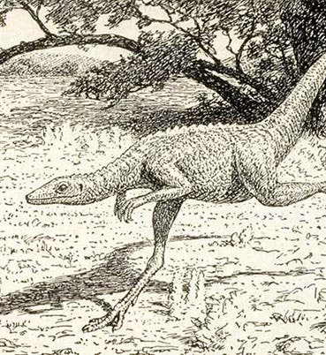 “Restoration of <i>Compsognathus longipes</i> by the author,” drawing by Gerhard Heilmann, detail of page in his <i>The Origin of Birds</i>, 1926 (Linda Hall Library)
