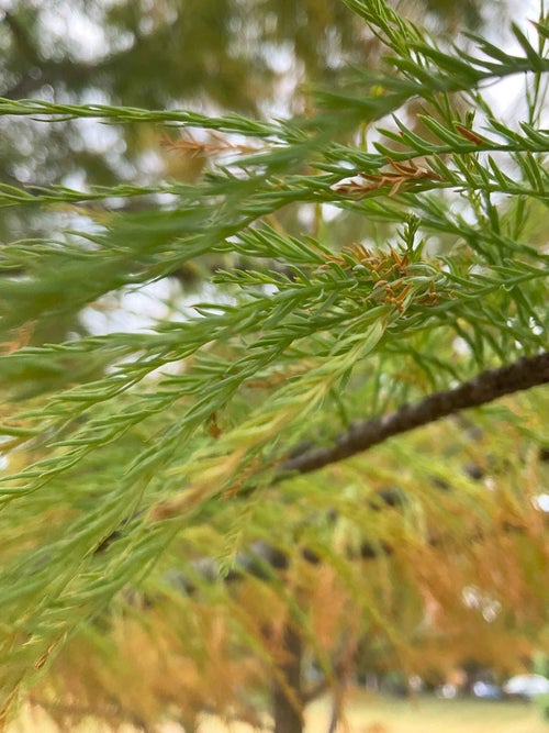 Pond Cypress leaf