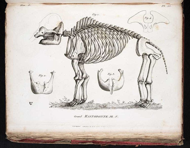 Peale’s mastodon skeleton, here first called a mastodon, engraving, accompanying an article by Georges Cuvier, Annales du Muséum d'histoire naturelle, vol. 8, 1806 (Linda Hall Library)