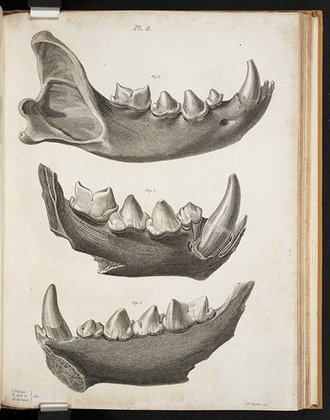 Hyena jaws, recent (top) and fossilized from Kirkdale Cave, engraved by James II or James III Basire, from William Buckland, Reliquiae Diluvianae, 1823 (Linda Hall Library)