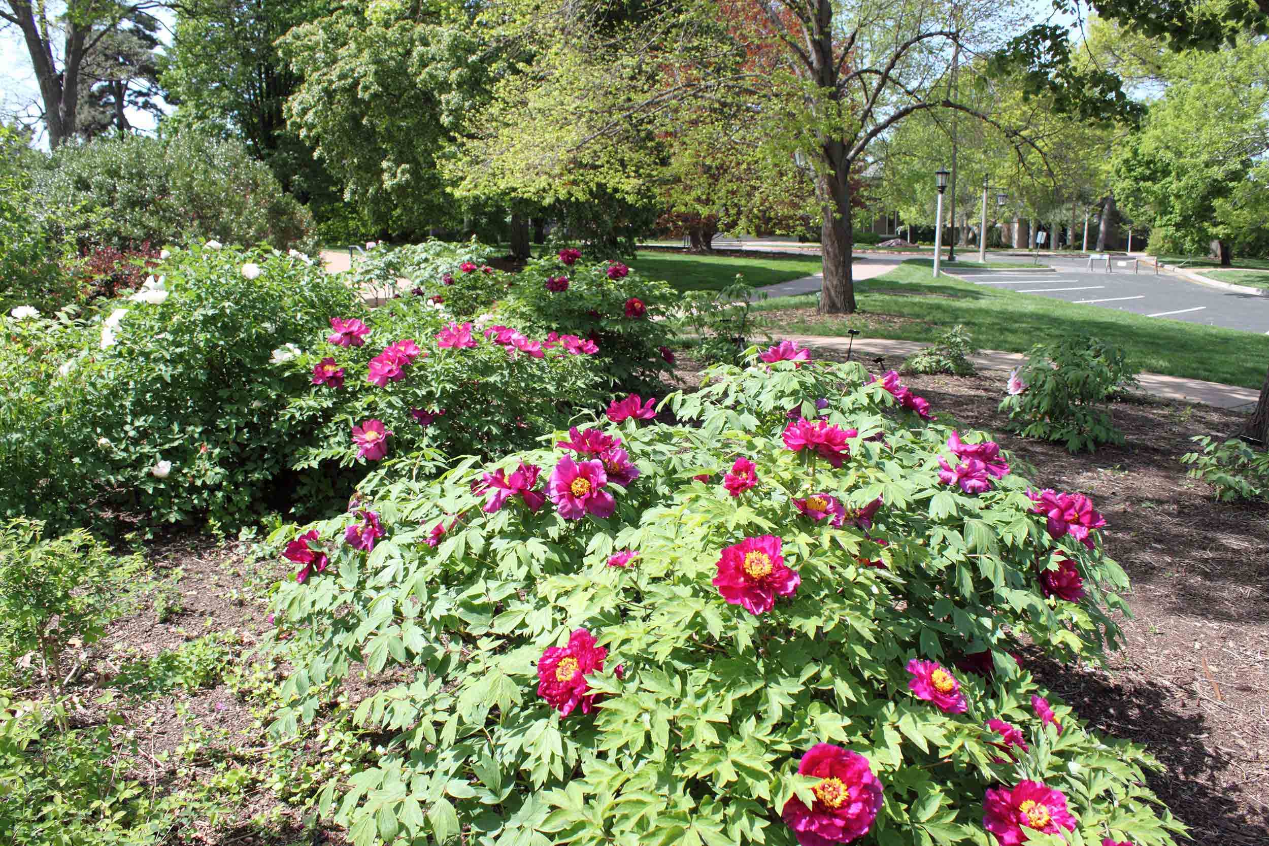 Linda Hall Library arboretum peony gardens