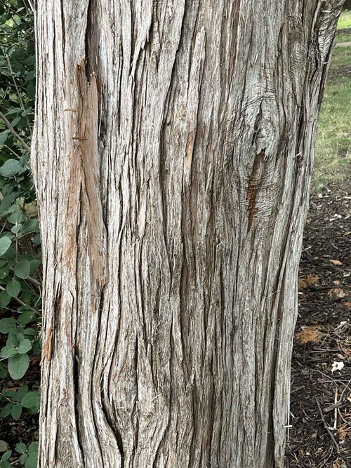 Red Cedar bark