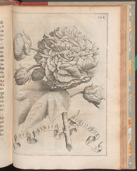 Rosa sinensis, a hibiscus, engraving, in Giovanni Battista Ferrari, De florum cultura, 1633 (Linda Hall Library)