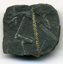 Fossil graptolites such as those Lapworth studied and classified and used to identify a new rock system (geoscientist.online)