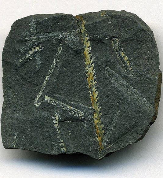 Fossil graptolites such as those Lapworth studied and classified and used to identify a new rock system (geoscientist.online)
