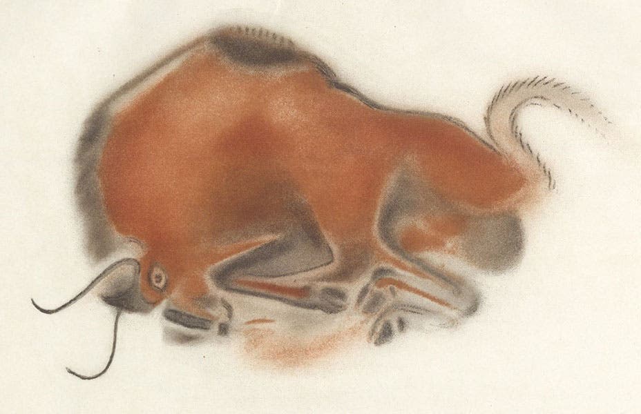 Charging bison, photoprint of a drawing by Henri Breuil, slightly cropped, La caverne d'Altamira a Santillane, by Émile Cartailhac and abbé Henri Breuil, plate XXVII, 1906 (The Linda Hall)