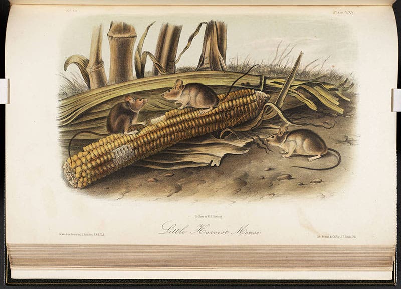Little harvest mouse, John James Audubon, Quadrupeds of North America, 1849-54 (Linda Hall Library)